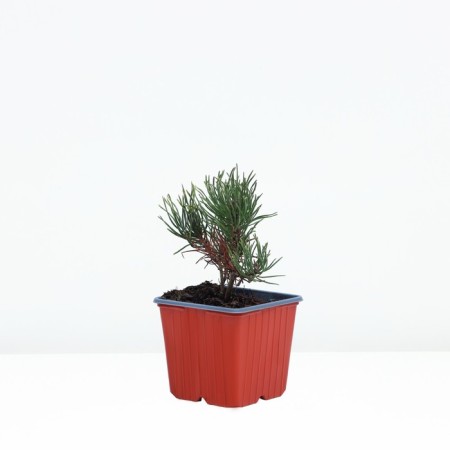 Mountain pine "Pumilio", P9, 1pc, h 3-20 cm, spring 2024