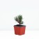 Mountain pine "Pumilio", P9, 1pc, h 3-20 cm, spring 2024