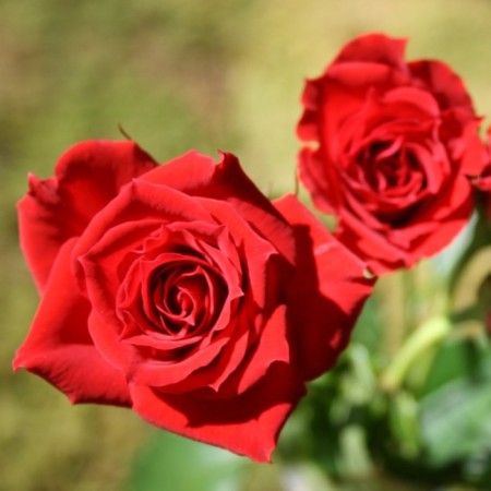 Seedling rose spray (mini-rose) red mikado, 1 pc, spring 2024