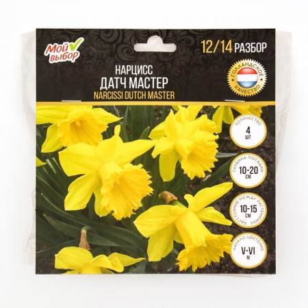 Narcissus Danch Master, river 12/14, 4 pcs, autumn 2024-2