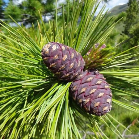 Seedling pine pine, pot of P9, summer 2024