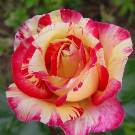 Rose Sable, Spring 2024, 1 pc.