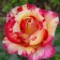 Rose Sable, Spring 2024, 1 pc.