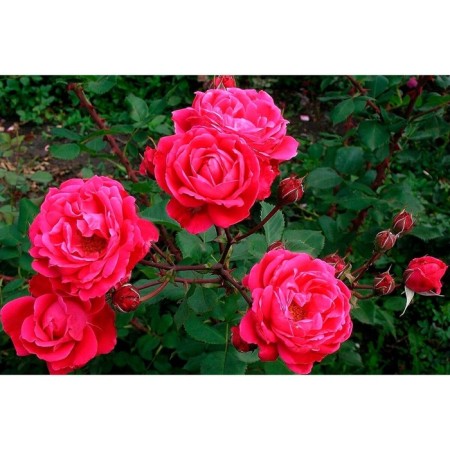 Sahenian Rose Canadian Park "Alexander Mackenzi", tube, 1 pc, spring 2025