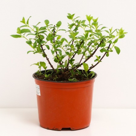 Hydrangea blizzard Magigal Fire, C3 pot, H10-50 height, 1 pc, summer 2024-1