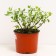 Hydrangea blizzard Magigal Fire, C3 pot, H10-50 height, 1 pc, summer 2024