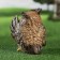 Garden figure "owl winks" 16x16x20cm