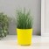 Set for growing plants "grow grass" yellow