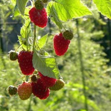 Raspberry repairmen varieties Bird, C2 pot, H20-40 Height, 1 pc, summer 2024