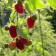Raspberry repairmen varieties Bird, C2 pot, H20-40 Height, 1 pc, summer 2024