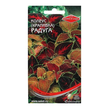 Seeds of indoor flowers Koleus "Bluma Rainbow", 130 pcs.-2