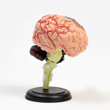 Model "Human Brain" collapsible, 10*10 cm-1