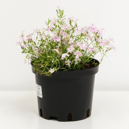 Flox Shilled Candy Hasperaps, C2 pot, H10-50 height, 1 pc, summer 2024-1