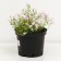 Flox Shilled Candy Hasperaps, C2 pot, H10-50 height, 1 pc, summer 2024