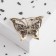 Brooch "Butterfly" leopard, golden gray color in black gold