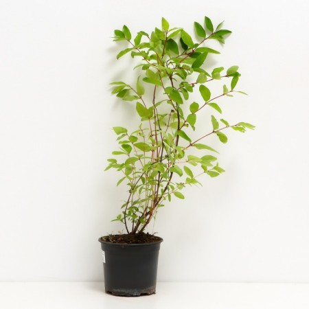 Honeysuckle edible daughter of a giant, s2 pot, n20-40 height, 1 pc, summer 2024-1