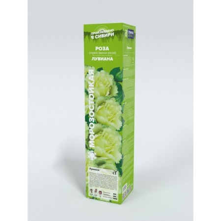 Seedling rose spray "Luviana", mini-cutting, 1 pc, spring 2024