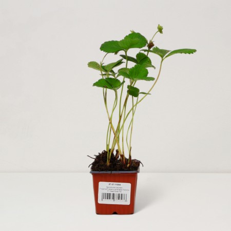 Garden Strawberries "Toscana F1 Deep Rose", P9 P9, Summer 2024-2