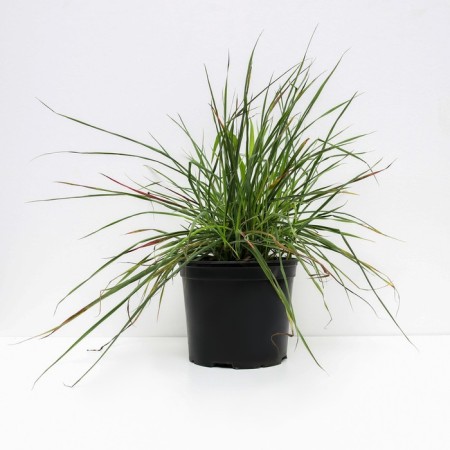 Lilenik hybrid eeverelili Seriz, C2 pot, H10-50 height, 1 pc, summer 2024-1