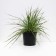 Lilenik hybrid eeverelili Seriz, C2 pot, H10-50 height, 1 pc, summer 2024