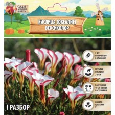 Kislitsa (oxalis) Versikolor, rr l, 5 pcs, autumn 2024