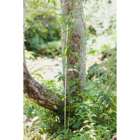 Pegs for garter plants, h = 100 cm, d = 0.8 cm, fiberglass, greengo-2