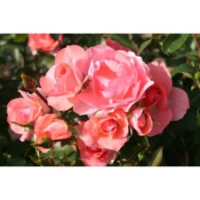 Seedling Rosa Meyan Floribunda 