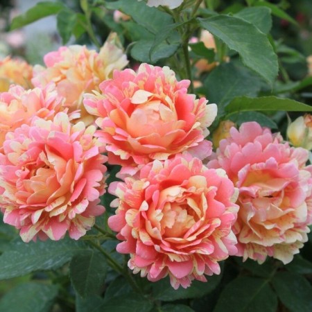 Seedling rose rose de Sudersien, shrab-rose, pot 2 l., Summer 2024