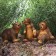 Garden figure "Bear Bear", set of 3pcs, 42x18x24cm