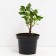 Gooseberry Ural emerald, s2 pot, n20-40 height, 1 pc, summer 2024