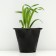 Lileynik hybrid "Foti STRITS", pot C2, 1 pc, Spring 2024