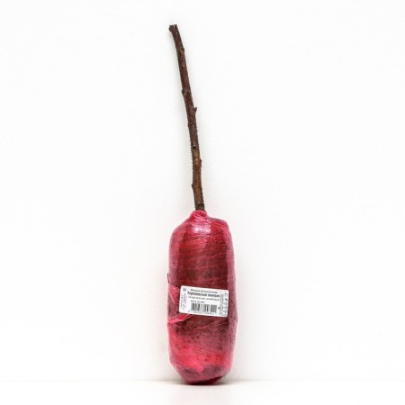 Raspberry raspberries "Royal Penguin", 1 pc, tube, spring 2025-2