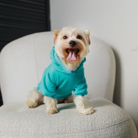 CHAMPION Sweatshirt for Dogs (Futher), size XS (DS 18, Osh 28-30, OG 38-40), Blue-10
