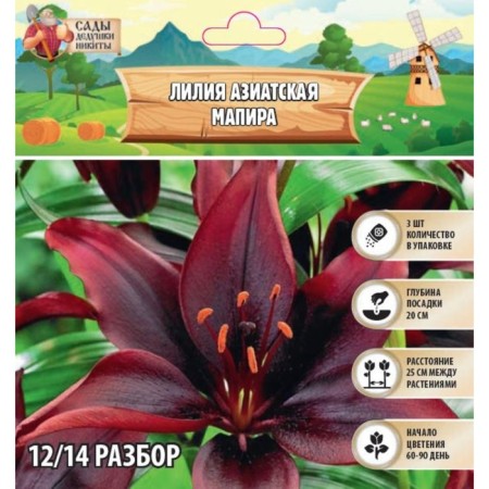 Lilia Asian "Mapira", district 12/14, 3 pcs, spring 2024