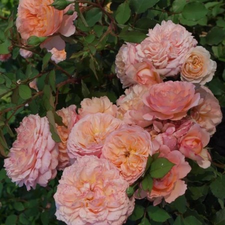 Seedling rose Andre Turk, Shrab-Rosa, pot 2 l., Summer 2024