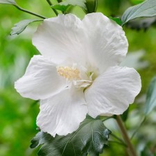 Саженец Гибискус сирийский "Flower Tower White", Горшок P9, Лето 2024