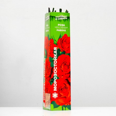 Sahenian Rosa Worker Spring 2024, 1 pc.-1