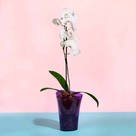 Pot for orchids, 1.3 l, 13.6 × 14.1 × 20 cm, plastic, transparent purple-2
