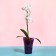 Pot for orchids, 1.3 l, 13.6 × 14.1 × 20 cm, plastic, transparent purple