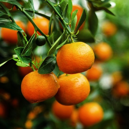 Citrus "Mandarin (reticulator)", tube, 1 pc, spring 2025