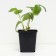 Strawberry Gardener Sephir, P9 Pot, 1 pc, summer 2024