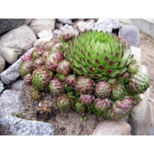 Belarmed offspring, P9 pot, 1 pc, Spring 2024