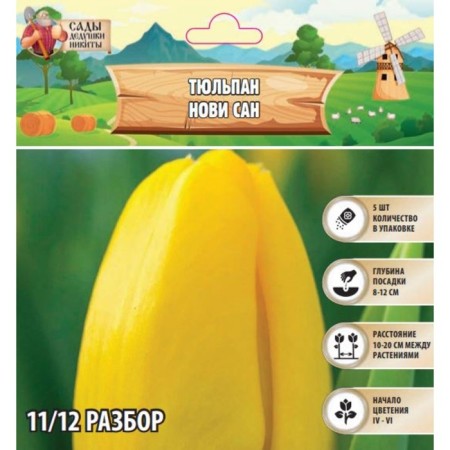 Tulip Novy San, rr 11/12, 5pcs, autumn 2024