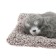 Toy on a car panel, a dog on a pillow, gray color