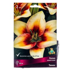 Lilia Asian Tinos, 14/16 rr, 2 pcs. 100 h (cm), autumn 2024