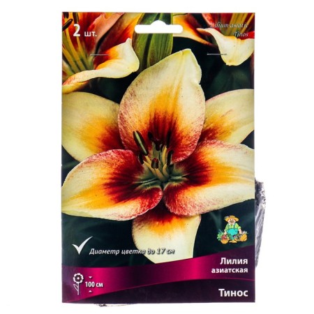 Lilia Asian Tinos, 14/16 rr, 2 pcs. 100 h (cm), autumn 2024
