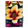 Lilia Asian Tinos, 14/16 rr, 2 pcs. 100 h (cm), autumn 2024