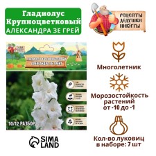 Гладиолус крупноцветковый"Александра Зе Грейт", р-р 8/10, 7 шт,