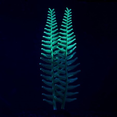 Silicone Aquarium plant, glowing in the dark, 8 x 23 cm, green-1