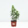 Flox blunt-linked legged, pot C2, 1 pc, summer 2024